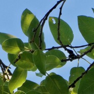 Ficus densifolia .affouche.grand affouche.moraceae.endémique Réunion Maurice.jpeg